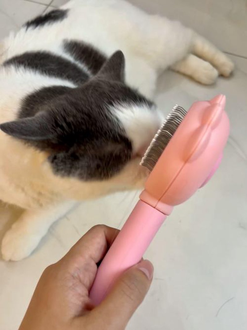 宠物玩具市场:多样的选择与健康成长