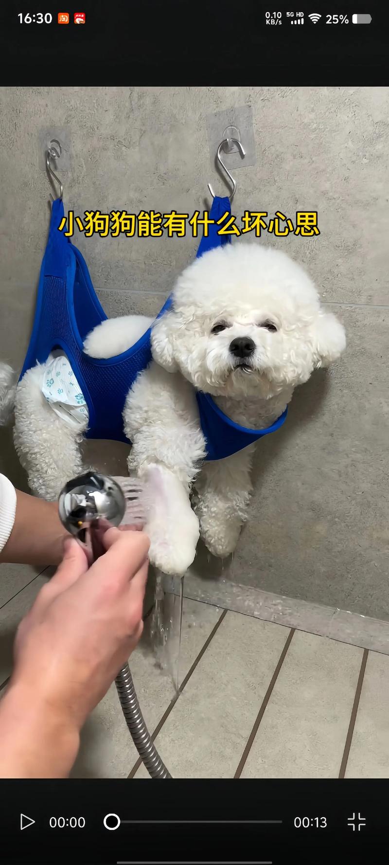 狗粮在当今恋爱观念中的地位